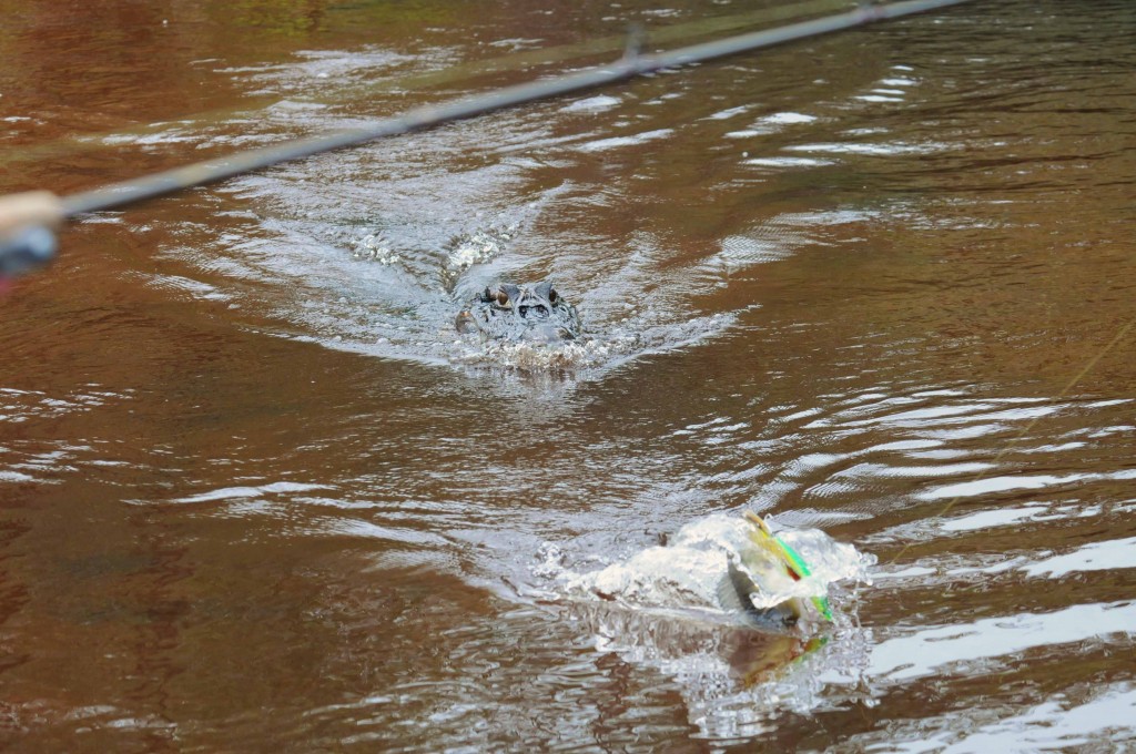 Caiman coming after Mark's fish.