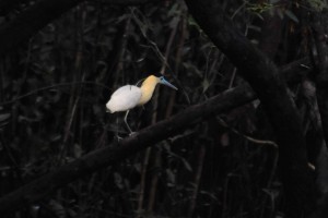 Capped heron.