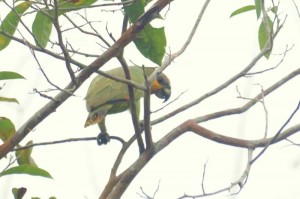 Orange-winged parrot.