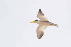 Large-billed tern.