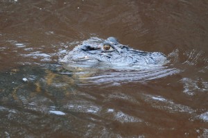Caiman standing in the water.
