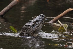 Caiman munching the fish we caught for him.