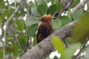 Female chestnut-colored woodpecker.