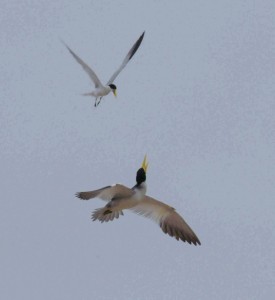 Terns in aerial combat.