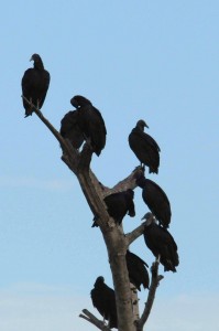 Surely, being greeted by a bunch of black vultures was not a good thing.