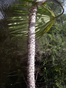 Pokey palm tree.