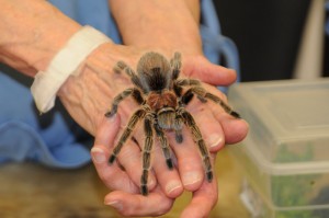 Tarantula posing for a photo.