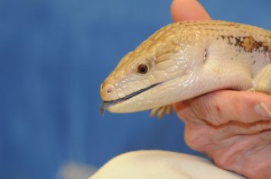 Blue-tongue skink.