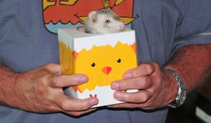Chip inside a small tissue box.