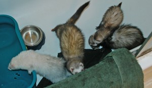 Smiggles, Peanut, Chip and Hoppie, 2007,