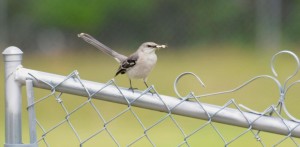 Mom mockingbird about to take her baby a bug.