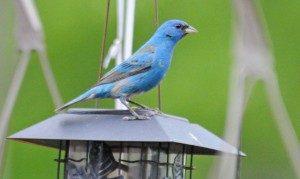 Indigo bunting at my aunt and uncle's house.