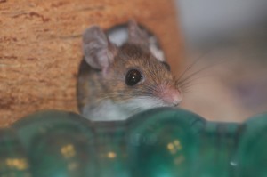 Smokey Joe peeking out from his coconut.