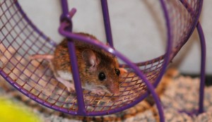 Smokey Joe in his exercise wheel.