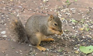 Stumpy on the deck eating sunflower seeds.