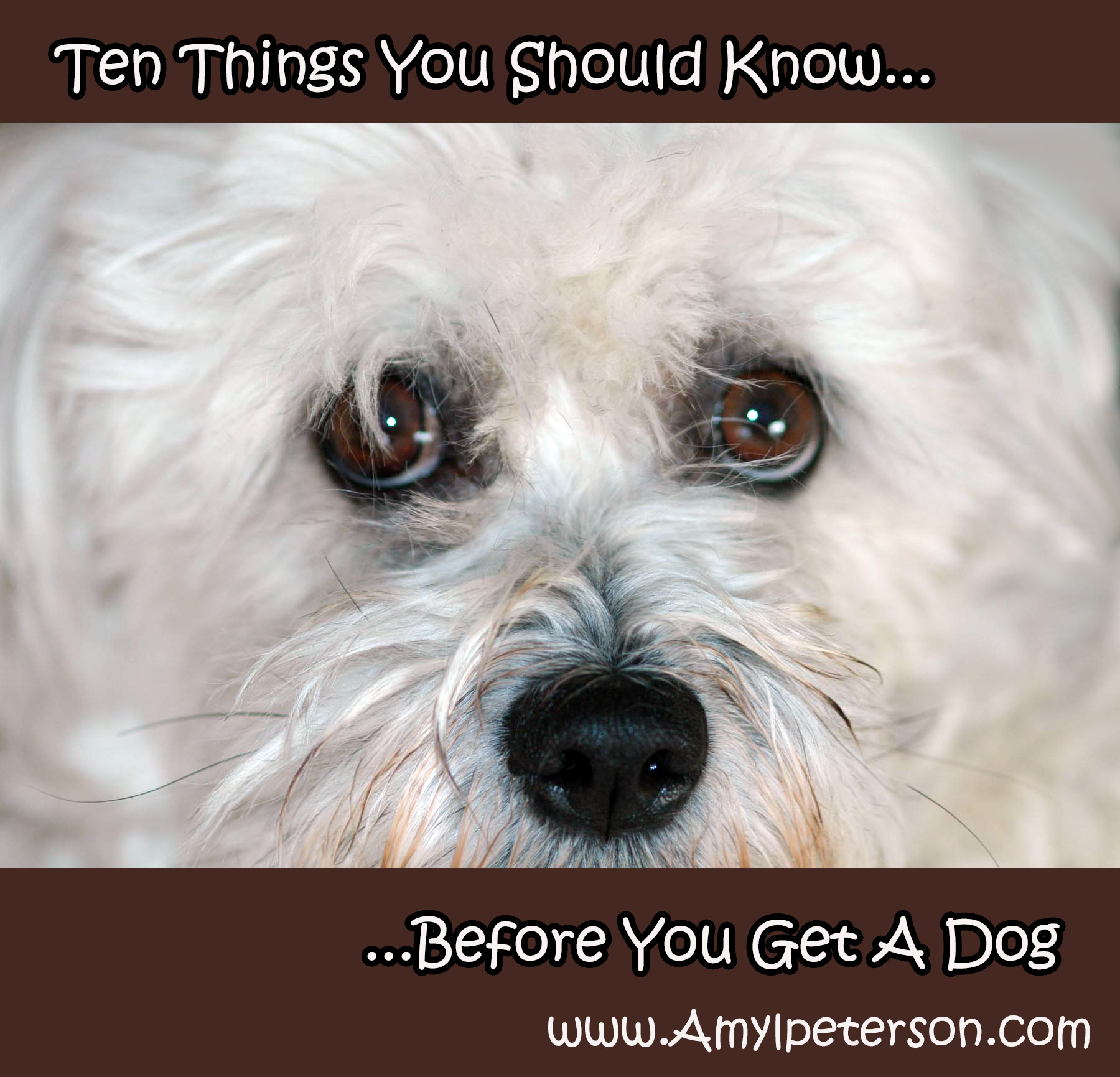 Ten Things You Should Know Before You Get a Dog - Amy L Peterson