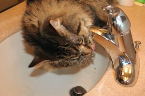 Purrkins getting a drink of water from the faucet.