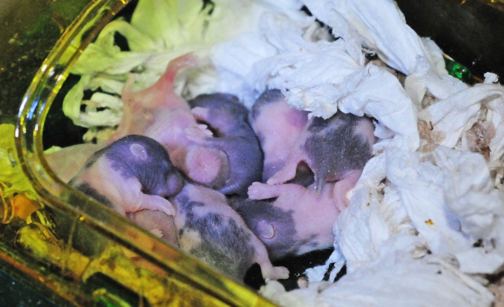 Eight baby hamsters.