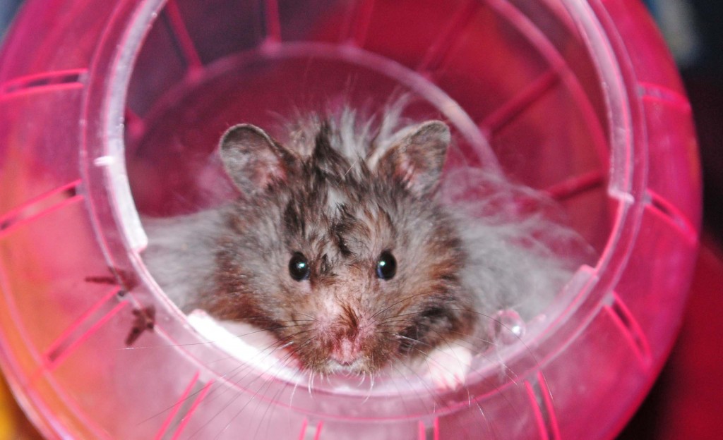 Flip in an exercise ball.