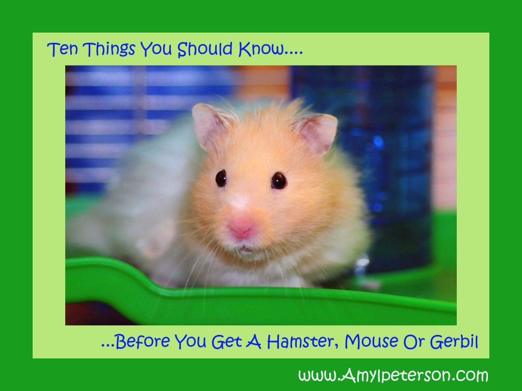 10 Things You Should Know Before You Get a Hamster Mouse or Gerbil Amy L Peterson