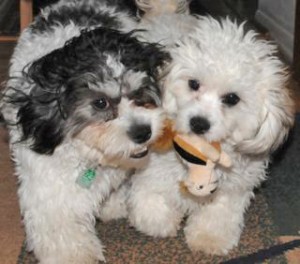 Winston and Snickers playing inside the house.