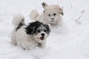Pups in the snow.