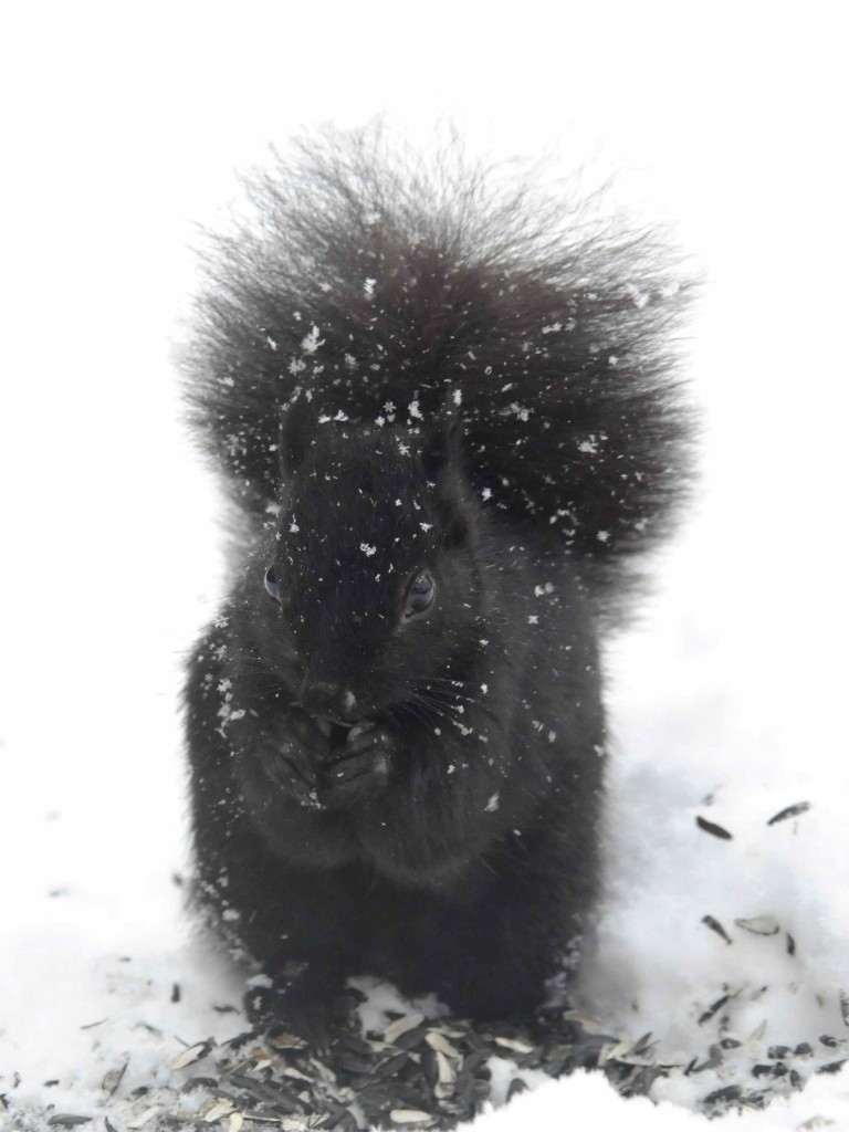 Black squirrel in the white snow.