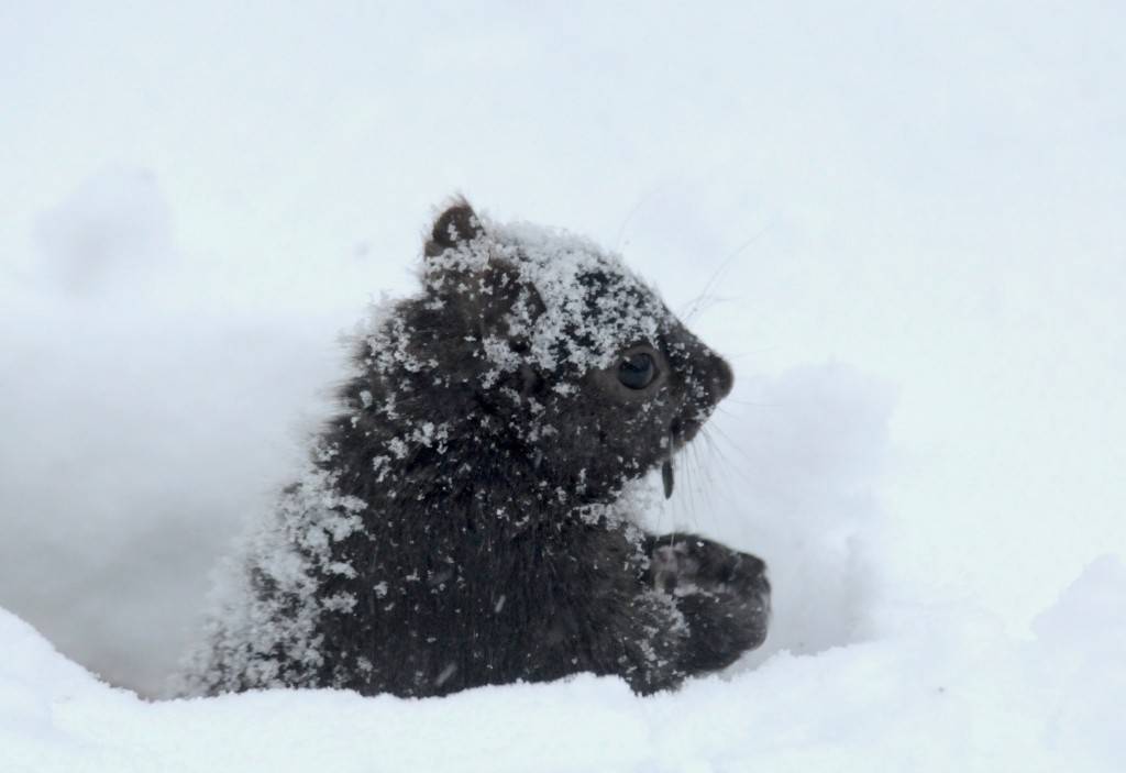 Black squirrel dug his way down into the snow to get to the seeds.