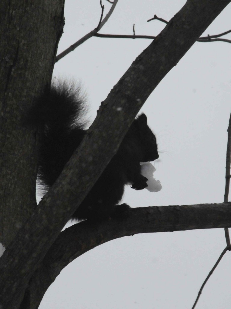Black squirrel with snow.