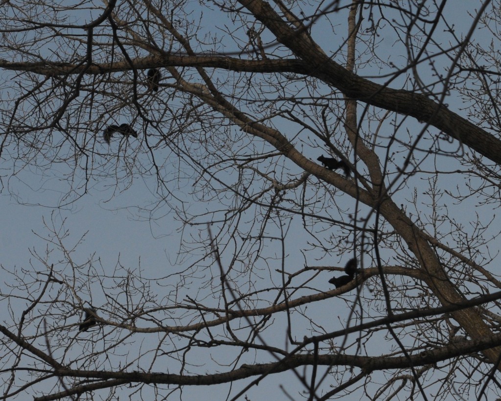 Five baby black squirrels on our cottonwood tree.