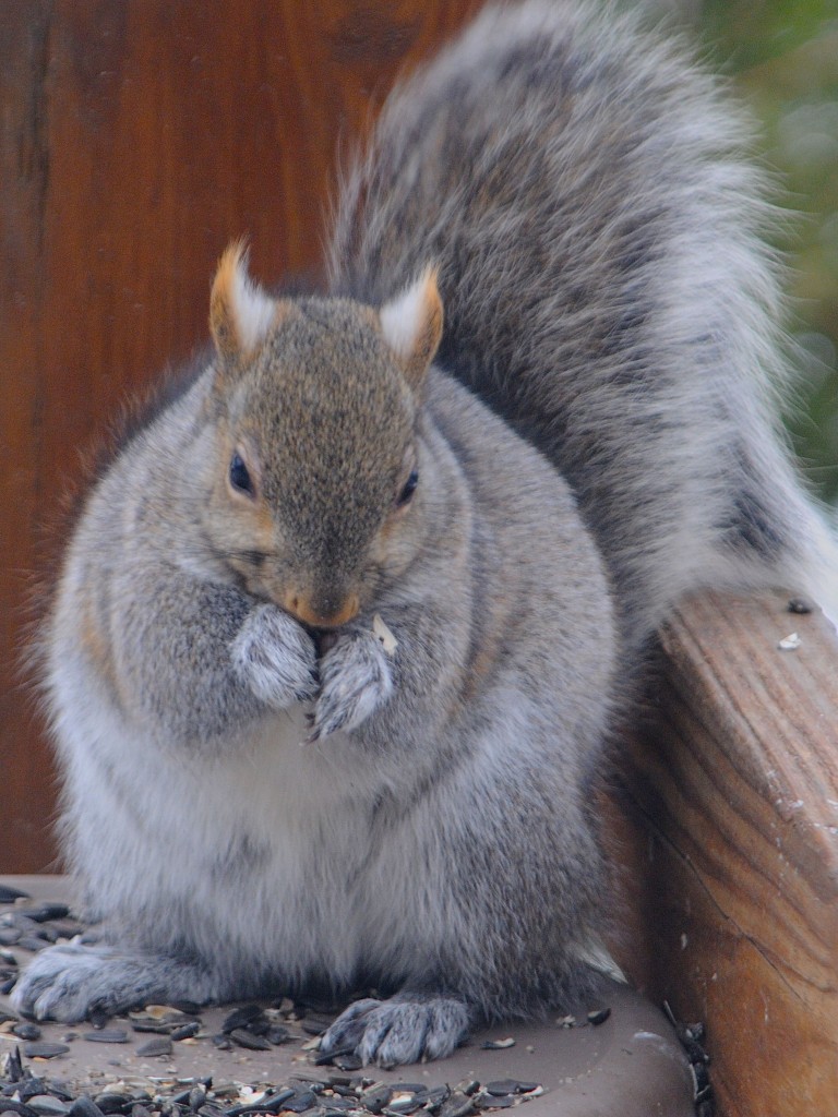 Gray squirrel