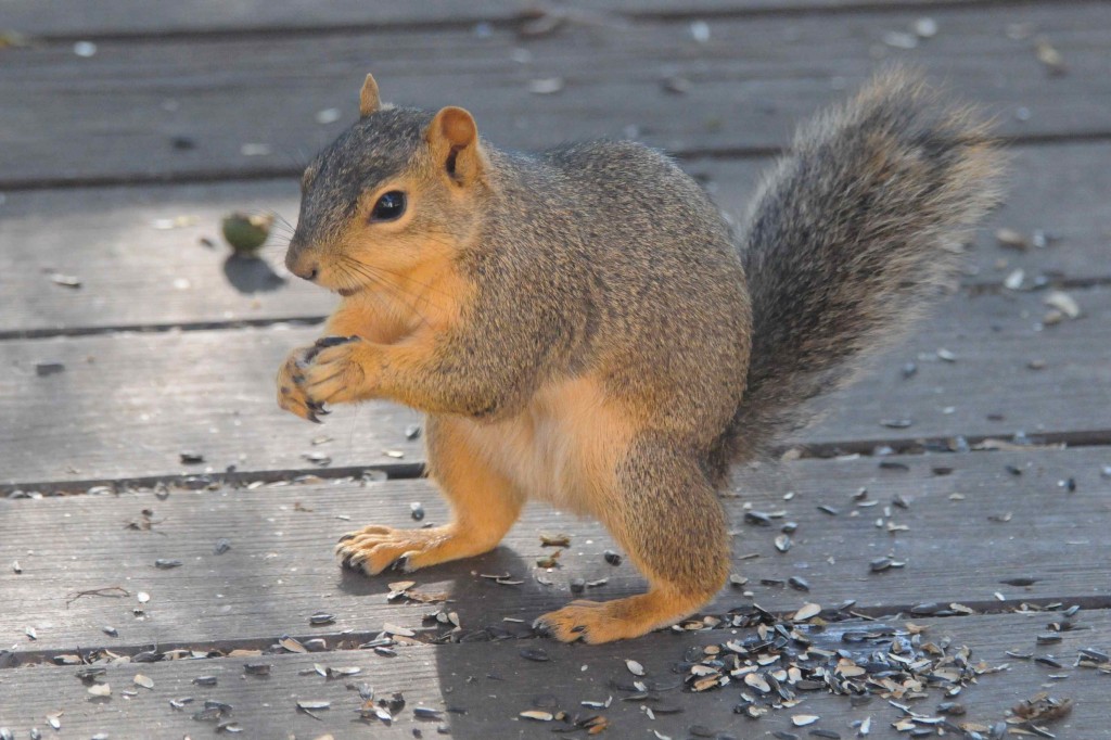 Stumpy showing us his tail had healed over.