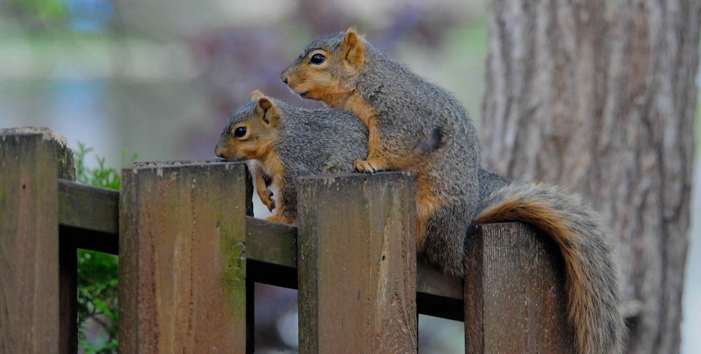 Stumpy being comforted by his mom.