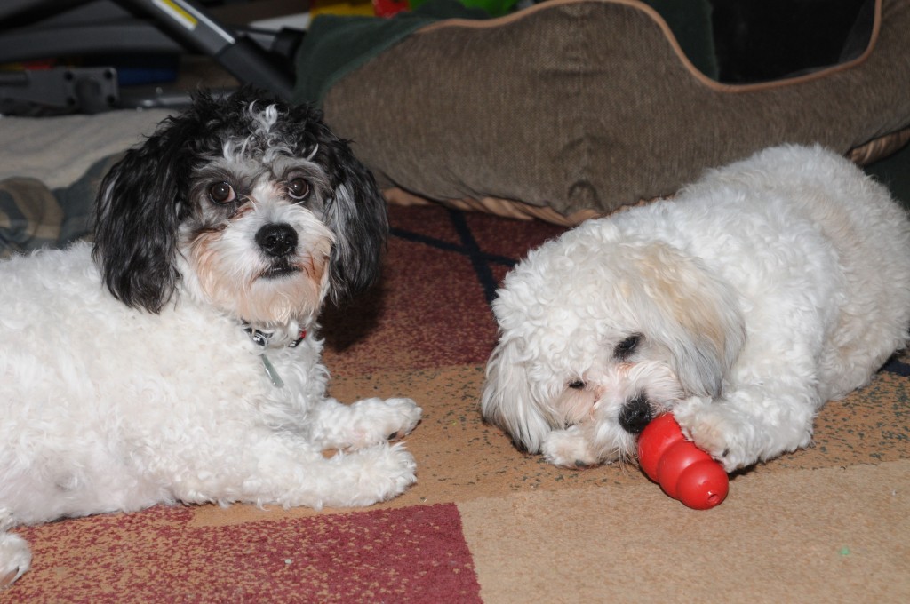 Snickers with the KONG basic toy, while Winston waits for his turn.