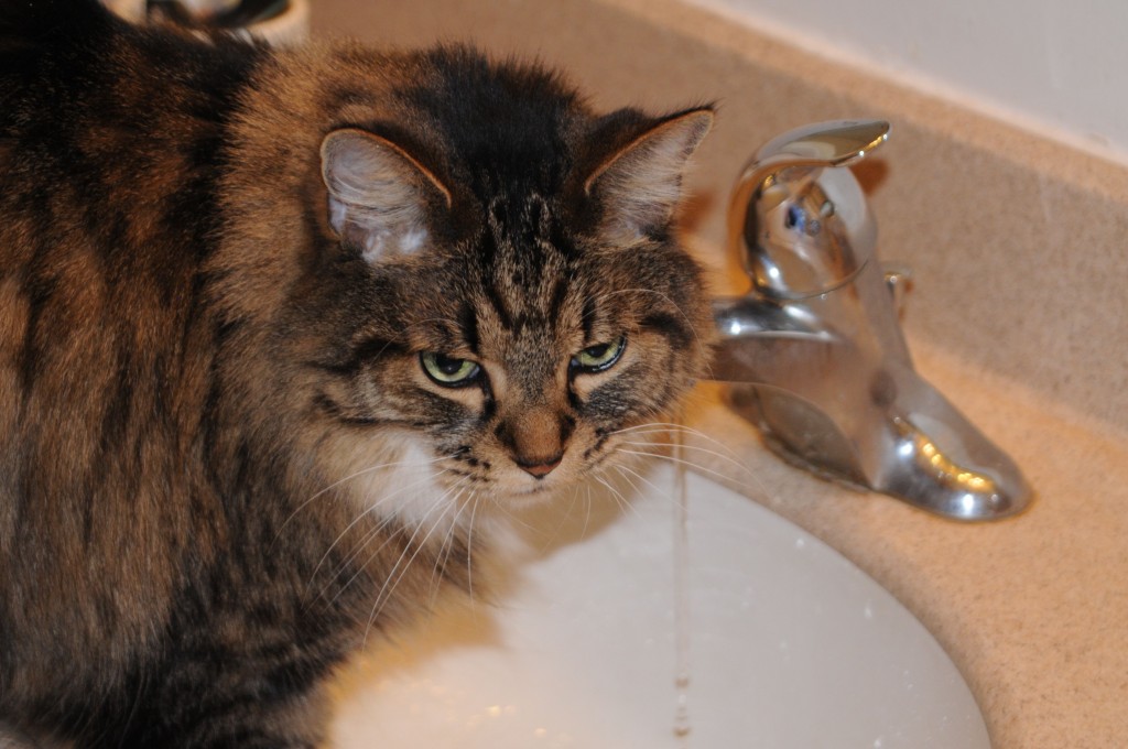 Purrkins at the sink getting fresh water.