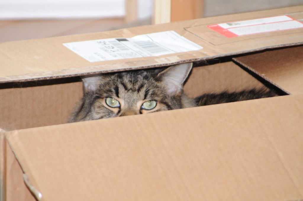 Purrkins hiding in his box.