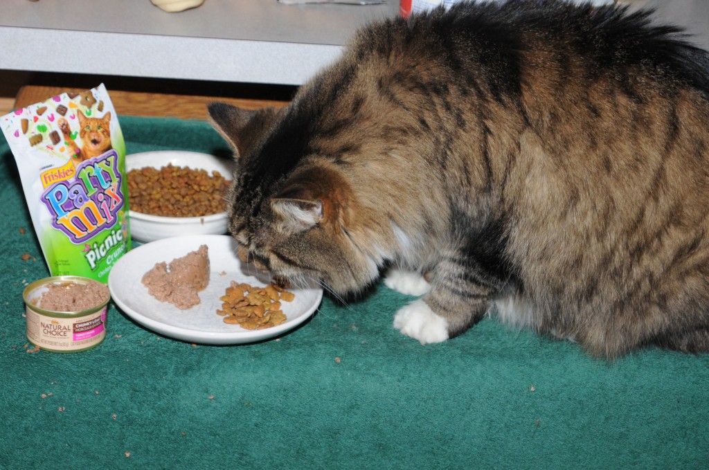 Purrkins experimenting with new, better food.