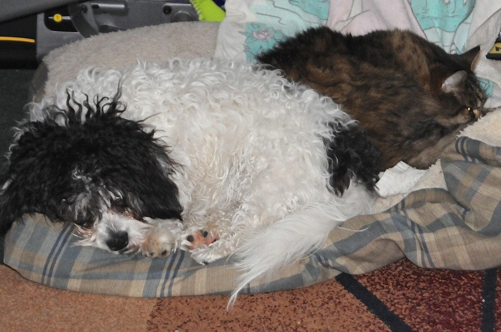 Winston snuggled up with Purrkins.