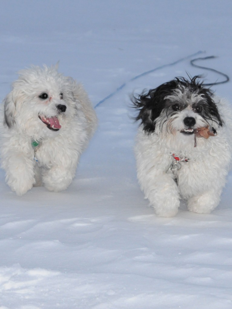 Snickers and Winston running on the snow.