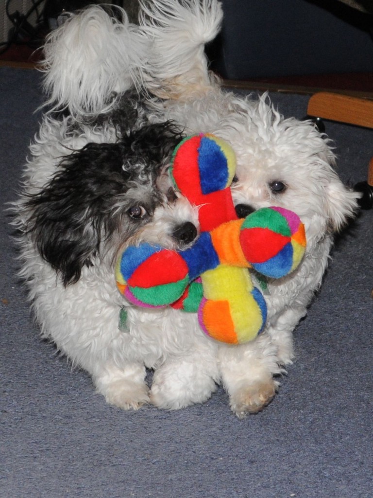 Winston and Snickers with the best toy.