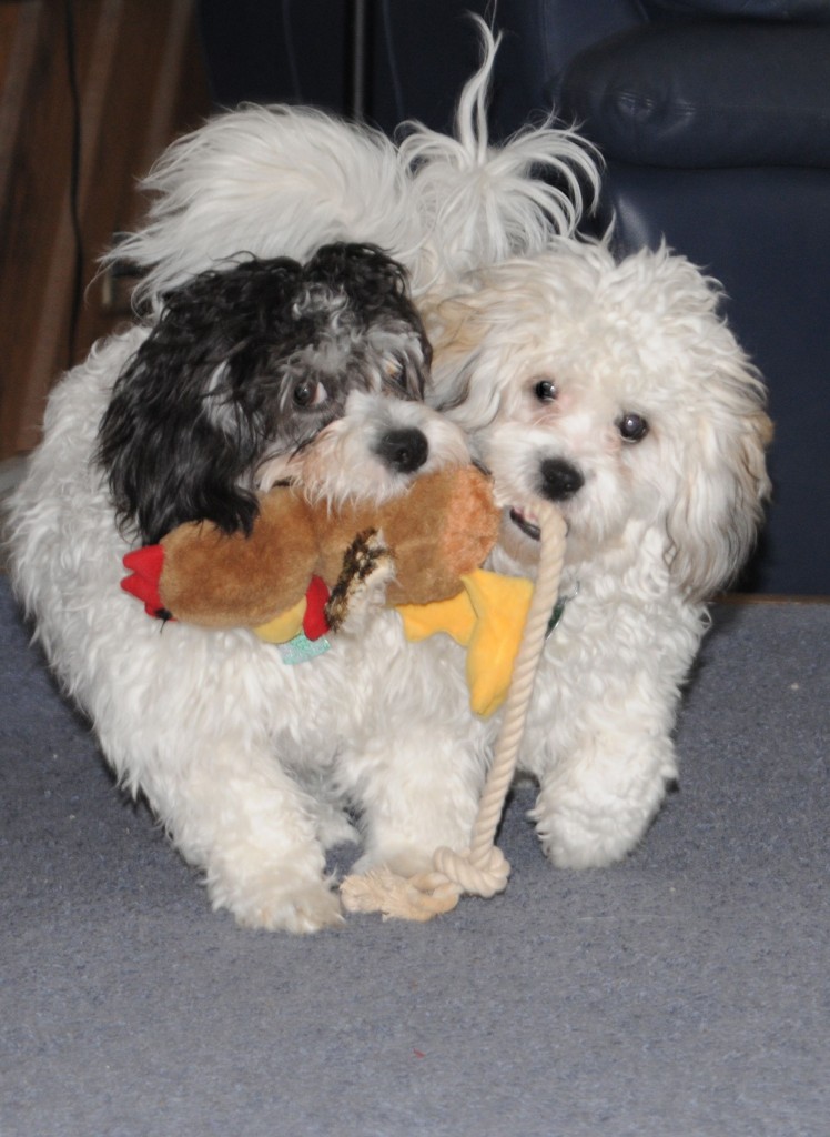 Winston and Snickers with chicken tug toy