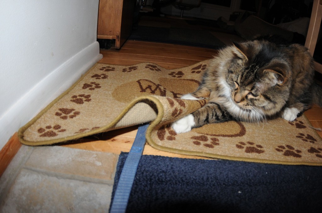 Play time with a dog leash dragged under a throw rug.