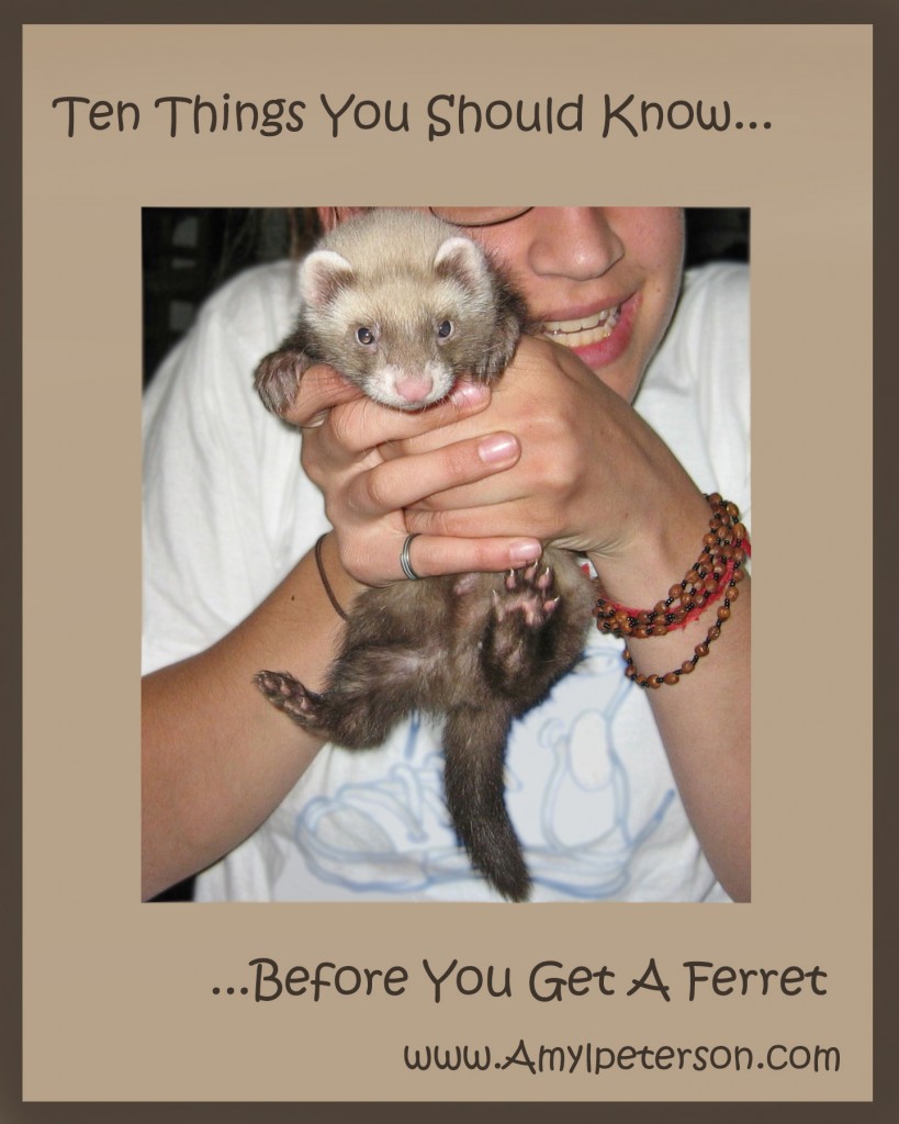 FerretminustennisshoeplusblurJPEG