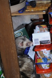 Big Wuzzy in a kitchen cupboard.