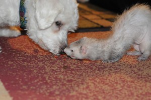 Dusty, the Angel Pup, with Chip.