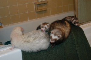 Our ferrets loved fresh water, so we put small bowls of fresh water in the tub for them.