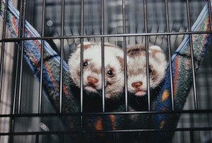 Big Wuzzy and Rocky snuggled up in their hammock.