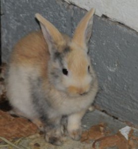 Baby Harlequin rabbit.