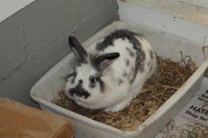 Ferbie in her poop box.