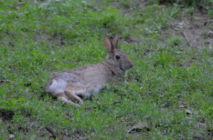 Bunny relaxing in our backyard.